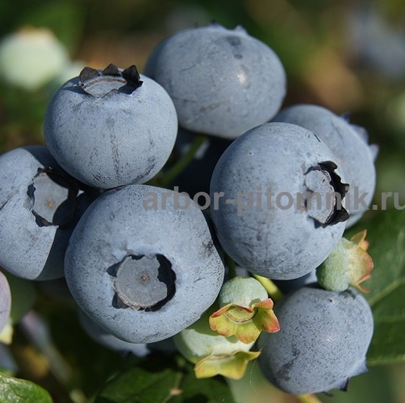 Саженцы и крупномеры голубики купить в Москве с посадкой