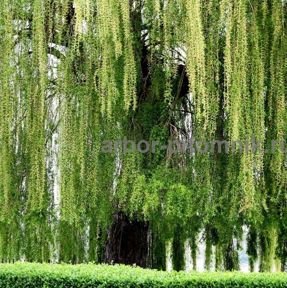 ���������� � ������ � ����������� � ��������� � ��������